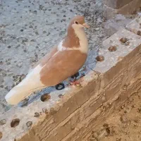 ساده ماده|پرنده|تایباد, |دیوار