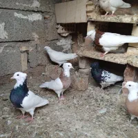 تعداد 15طوقی