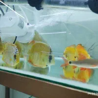 فروش دیسکس و شارک با قیمت مناسب