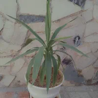 گل  گلدون