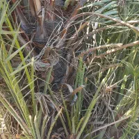 سلام .پاجوش نخل قصب وشاهانی موجود می باشد|گل و گیاه طبیعی|لامرد, |دیوار