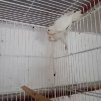 طوطی برزیلی