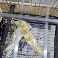 فروش جوجه عروس هلندی