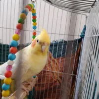 عروس هلندی|پرنده|جهرم, |دیوار