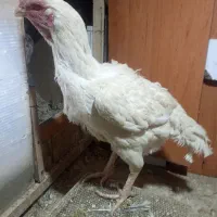 لاری لاری لاری تخم|حیوانات مزرعه|شیروان (خراسان), |دیوار