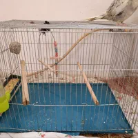 قفس خالی پرنده