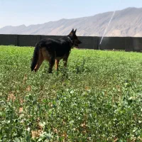 قبول سرپرستی سگ ژرمن ورک ماده اصیل