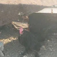 تخم مرندی و پوقلمون|حیوانات مزرعه|بهبهان, |دیوار