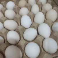 تخم مرغ نطفه دار و تخم بلدرچین نطفه دار|حیوانات مزرعه|دهدشت, |دیوار