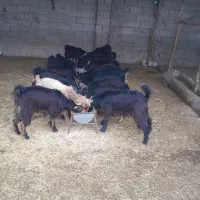 بیگ‌نراوماده‌چاغ‌برافروش|حیوانات مزرعه|اندیمشک, |دیوار