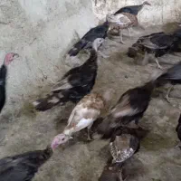 بوقلمون چهار ماهه