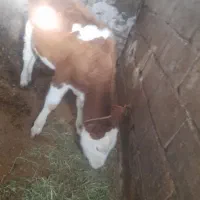 یک راس گاو هلندی با گوساله|حیوانات مزرعه|تیکمه داش, |دیوار