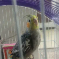 عروس هلندی مریضی ایدزپرندگان داره