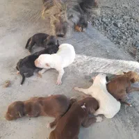 واگذاری سگ نژاد تول