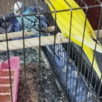 یک جفت مرغ عشق