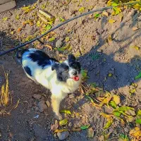 نژاد پاکوتاه بالغ در رنگ های مختلف