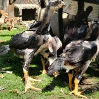 جوجه لاری اصل