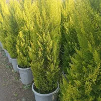 فیتوفرم برای گلها و گیاهان زینتی|گل و گیاه طبیعی|تهران, آبشار تهران (دریاچه)|دیوار