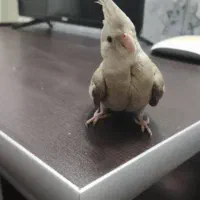 عروس هلندی وایت فیس|پرنده|بروجرد, |دیوار