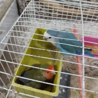 سه عدد طوطی برزیلی|پرنده|زاوه, |دیوار