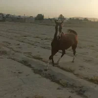 مادیون و کره