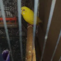 ماده مرغ عشق کار داده