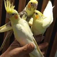 عروس هلندی لوتینو ، عروس هلندی جفت با جوجه