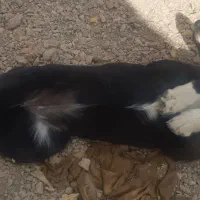 سگ دستاموز|سگ|محلات, |دیوار