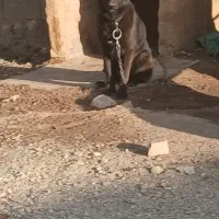 یک قلاده سگ فروشی