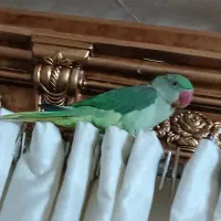 شاه طوطی زیبا با وسایل|پرنده|خوی, |دیوار