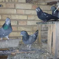 کبوتر کاشانی