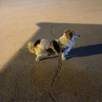 سگ پیدا شده|حیوانات|اسلام‌شهر, شهرک مهدیه|دیوار