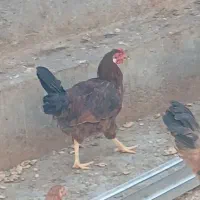 خروس محلی توپول