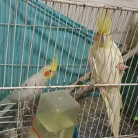 یک جفت عروس هلندی