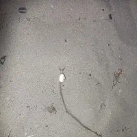 فروش سیم کارت کد8