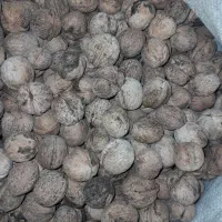 ۳۰کیلو گردو|خوردنی و آشامیدنی|الشتر, |دیوار