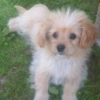 سگ شیتزو سه ماهه