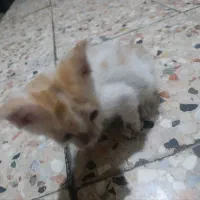 واگذاری دو تا بچه گربه بازیگوش غذا خور|گربه|مشهد, کوی دروی|دیوار