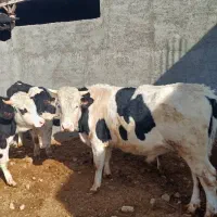 فروش گوساله نر سیمینتال وبلژیکی