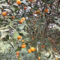 فروش نارنگی شیرین|خوردنی و آشامیدنی|کلاچای, |دیوار