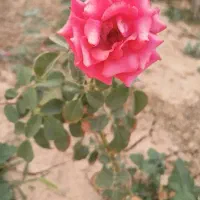 اجاره ویلا باغ برای مراسمات