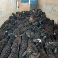 بره بومی