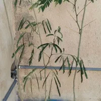 1 عدد نهال ابریشم زرد