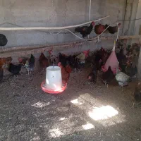 عرضه تخم بوقلمون و مرغ نطفه دار