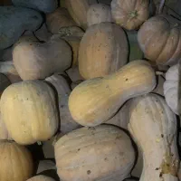 کدو|خوردنی و آشامیدنی|آشخانه, |دیوار