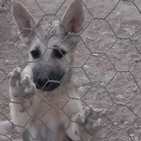 توله ژرمن هاسکی نگبان عالی