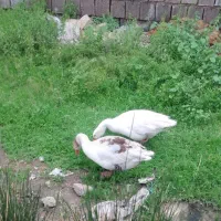 غاز|حیوانات مزرعه|شوش, |دیوار