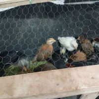 جوجه چهل روزه