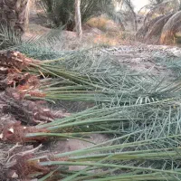انواع نخل وپاجوش|خدمات باغبانی و درختکاری|یزد, |دیوار