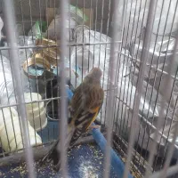 با سلام دو عدد سهره قناری بفروش میرسد|پرنده|چهاردانگه (تهران), |دیوار